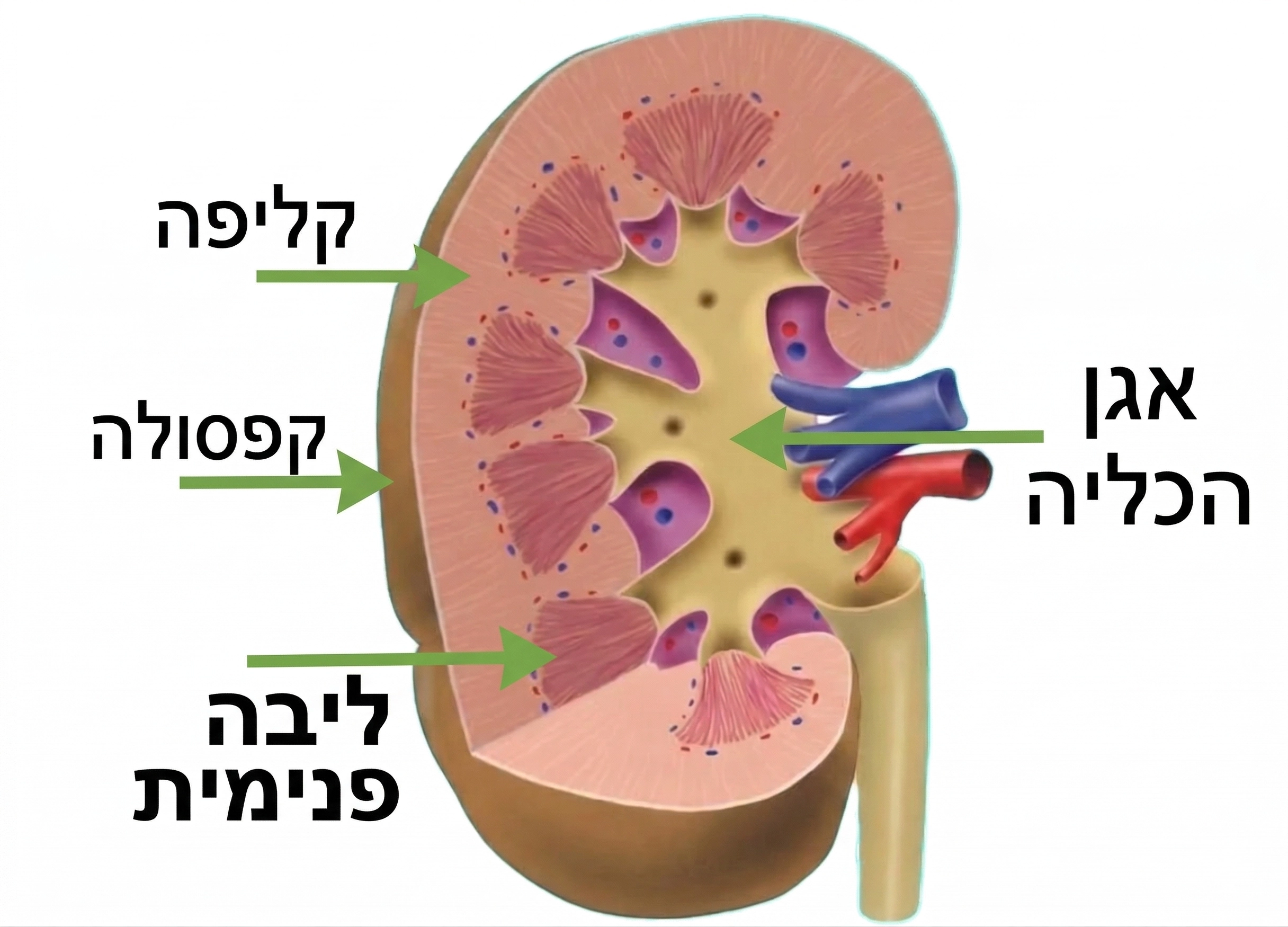 מבנה הכליה